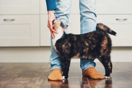 Calming Calendula Skin Spray for Your Pet Image